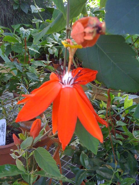 Passion Flower (Passiflora miniata)