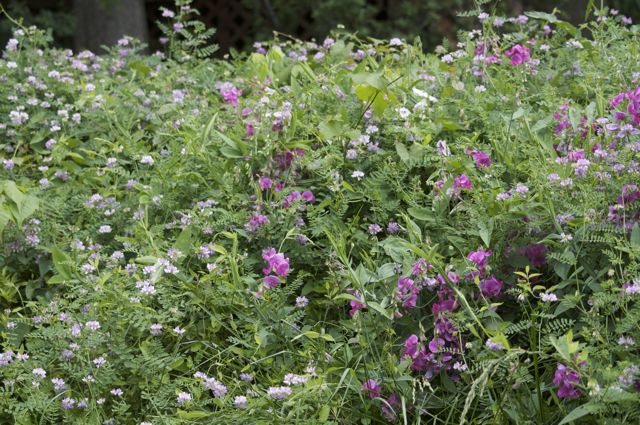 Perennial Sweet Pea with Crownvetch