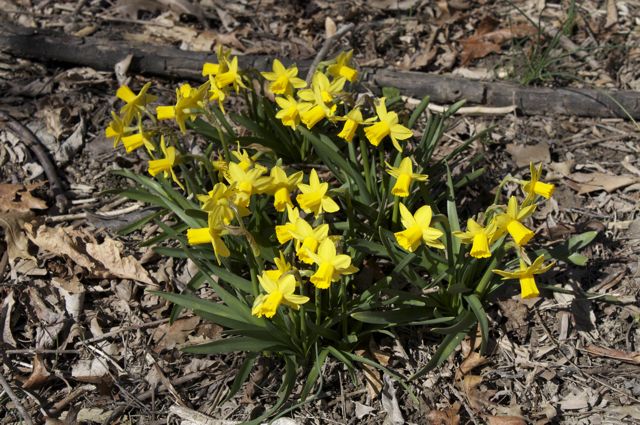 Daffodil 'February Gold'