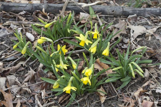 Early Daffodils in the woods