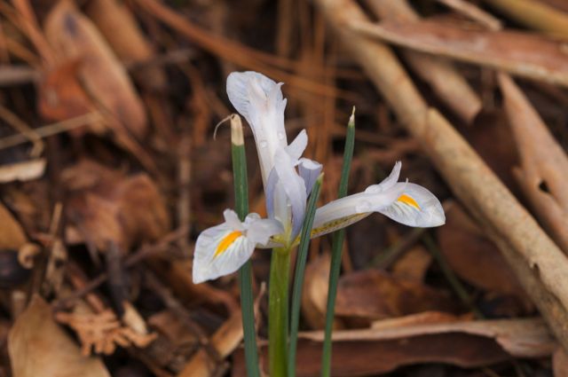 Iris reticulata 'Natasha'