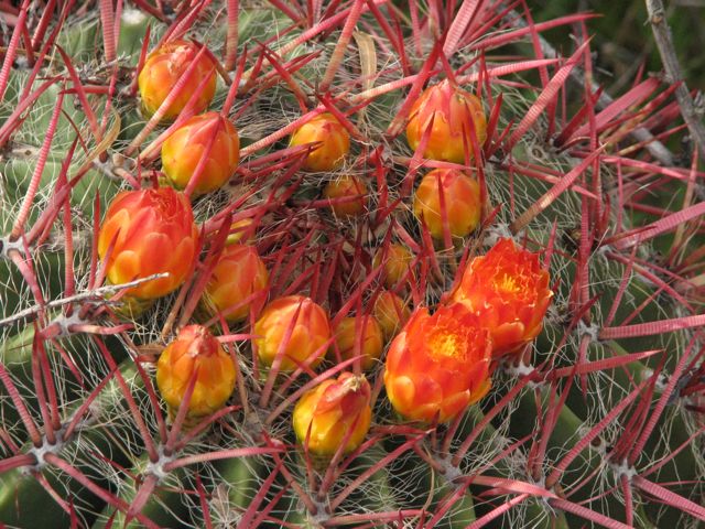 Red-spined Barrel Cactus (Ferocactus gracilis)