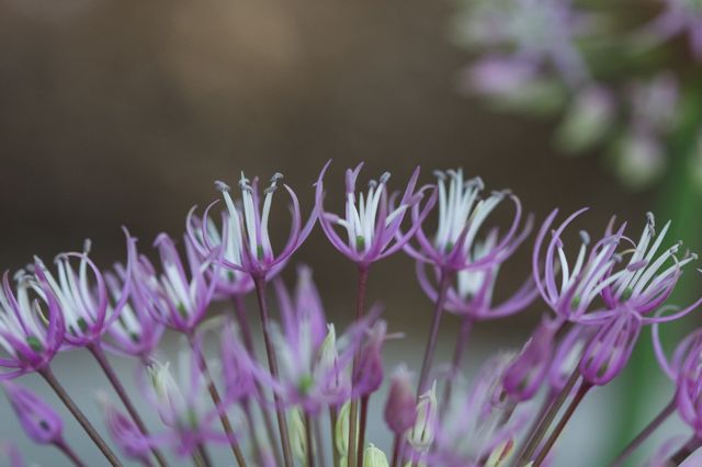 Allium rosenbachium sideview