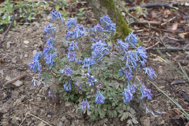 Corydalis flexuosa is a nice addition to the woodland path