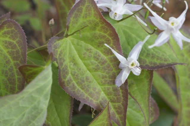 Epimedium grandiflorum 'Lilac Seedling' leaves