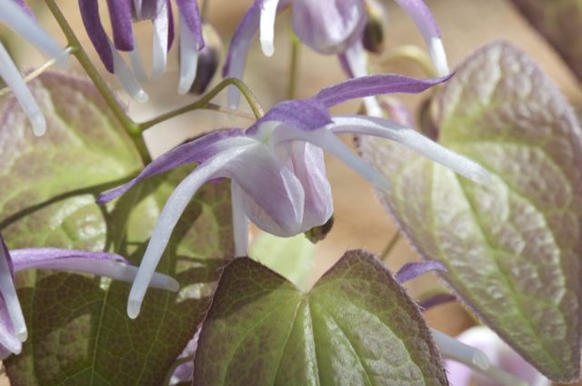Epidmedium grandiflorum 'Lilac Seedling'