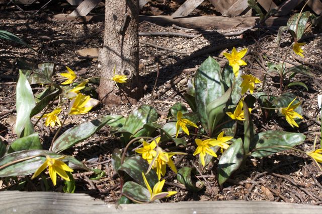 Trout Lillies (Erythronium americanum)