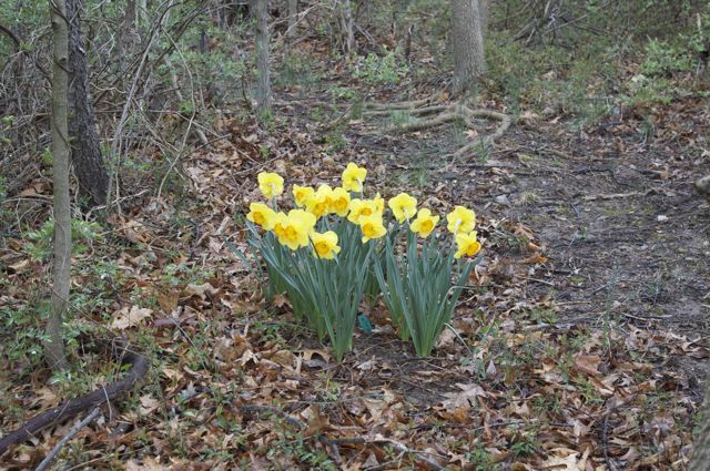Narcissus 'Delibes' makes a stunning addition to the woodland path