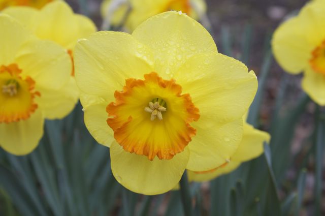 Narcissus 'Delibes'