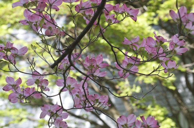 Pink Dogwood (Cornus florida)
