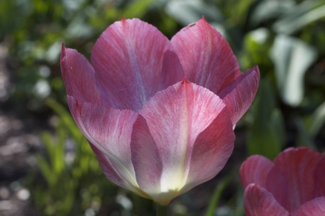 Tulip fosteriana 'Flaming Purissima'