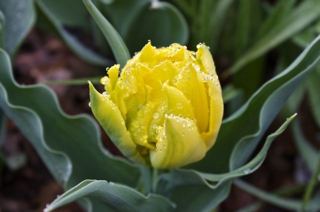Tulip 'Monte Carlo'