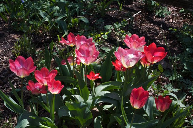 Tulipa fosteriana 'Flaming Purissima'