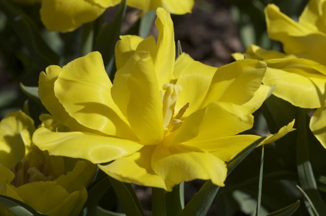 Tulip 'Monte Carlo'