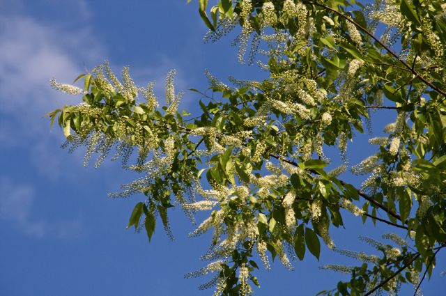 Black Cherry (Prunus serotina) also looks great against the sky when in flower