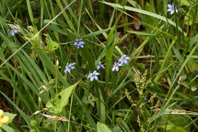 Eastern Blue-eyed Grass (Sisyrinchium atlanticum)