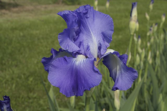First Bearded Iris of the season (variety not known)