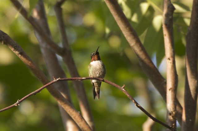 Ruby Throated Hummingbird (Archilochus colubris)