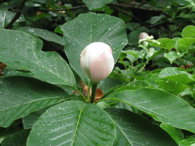 Magnolia x wieseneri in bud