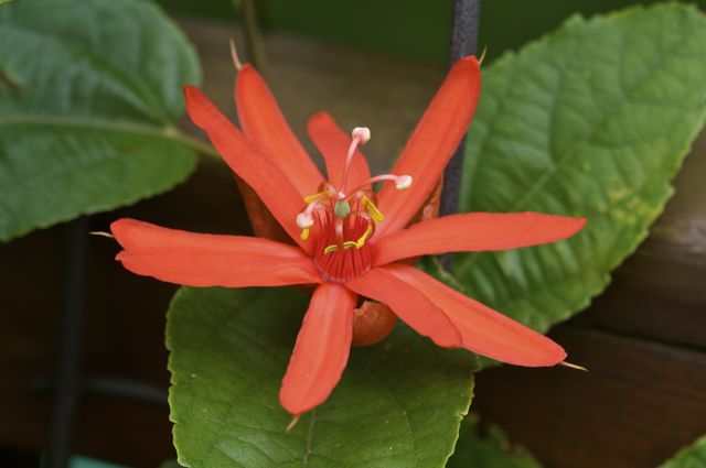 Passion Flower (Passiflora piresii)