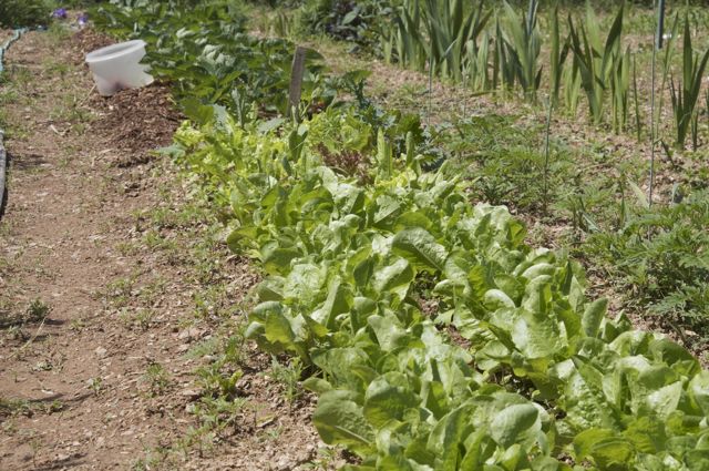 Salad Crops in Early June