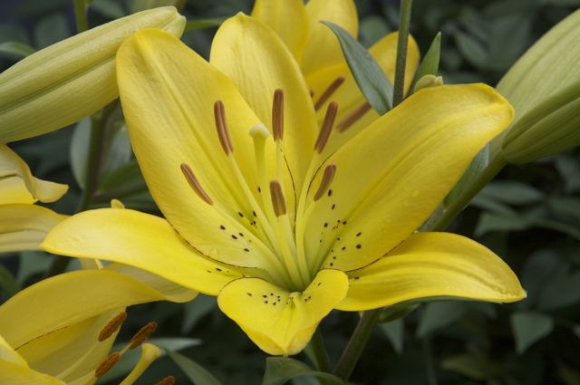 Yellow lily in the herb garden