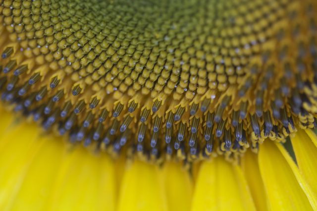 Sunflower closeup #1