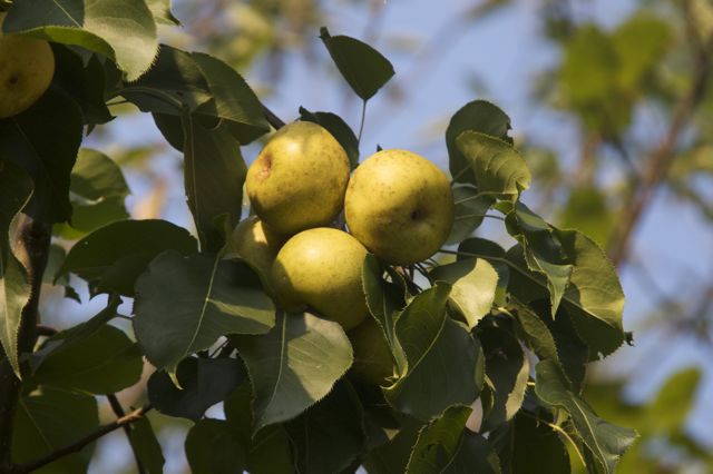 Japanese Pears fully ripe