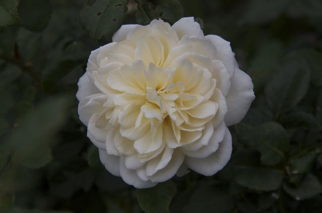 Rosa 'Crocus Rose' from David Austin