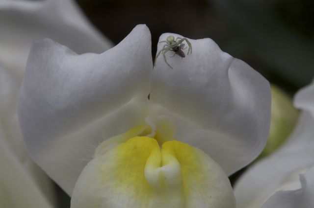 Tiny spider with fly on Snapdragon