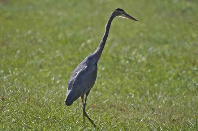 Great Blue Heron at Lilypons