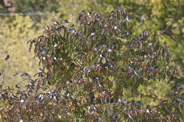 Tree Swallows at Lilypons