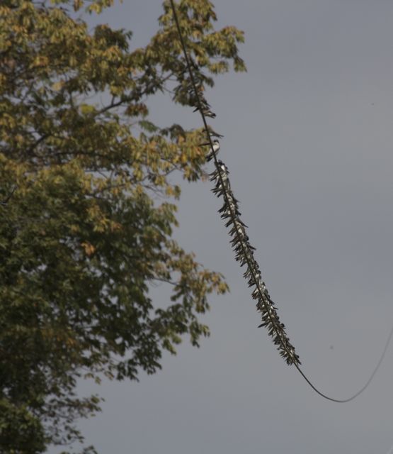 Tree Swallows on a wire