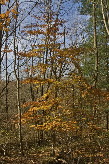 Beech tree in Fall
