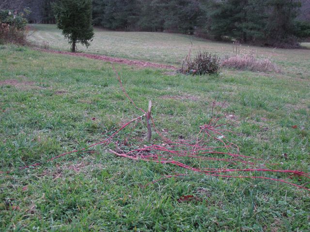 Deer devastation of the Coralbark Maple