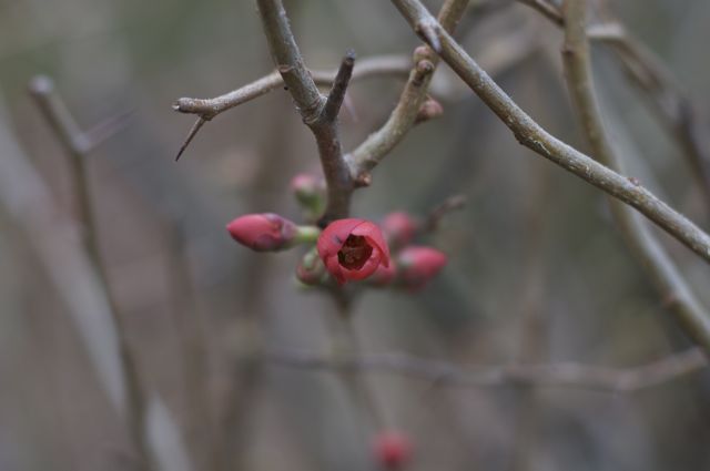 Red Japanese Quince (Chaenomeles japonica)