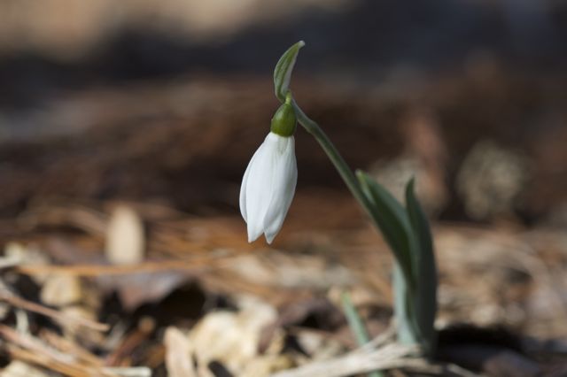 Our first snowdrop (Galanthus nivalis)