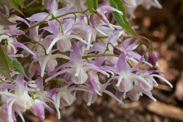 Epimedium Grandiflorum 'Lilac Seedling' cluster