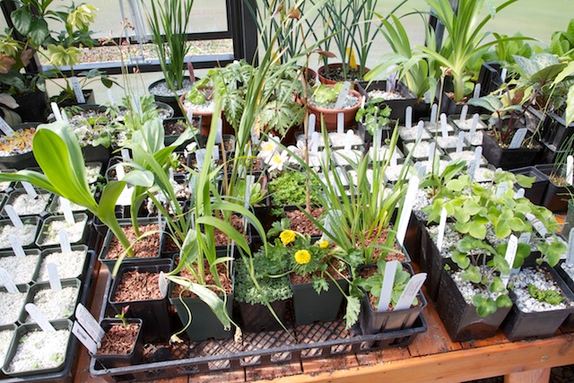 Greenhouse view 3, showing purchased plants as well