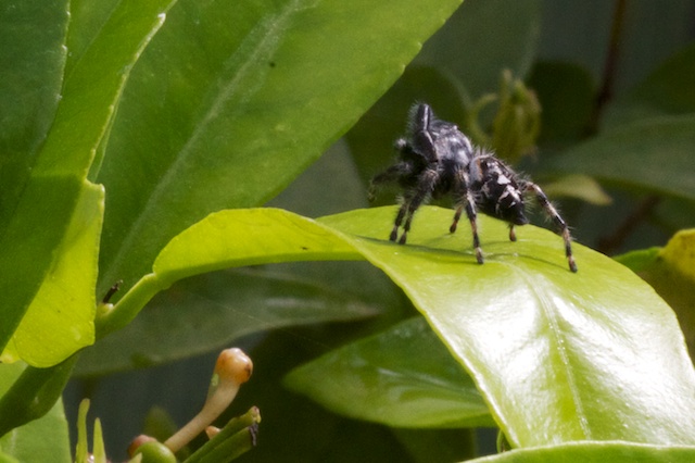 Large wooly spider on citrus leaf