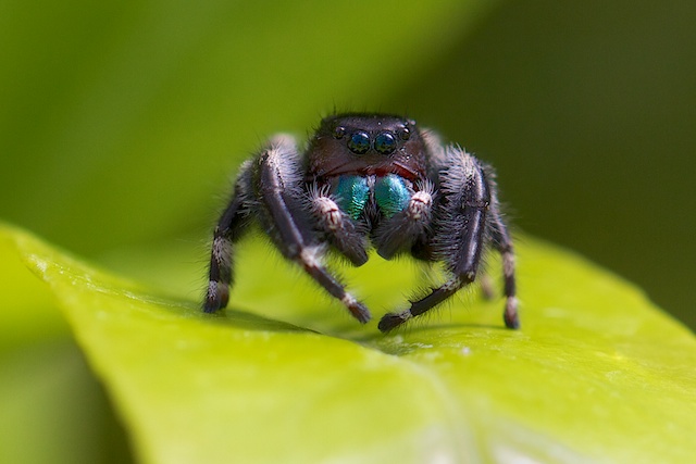 Spider with turquoise bib