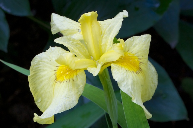 Yellow Iris (unknown)