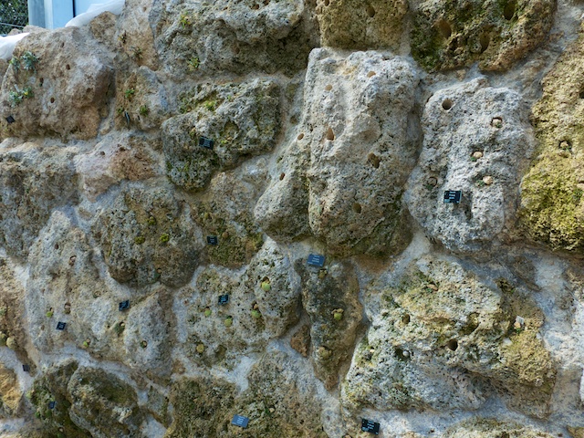 Tufa Wall detail