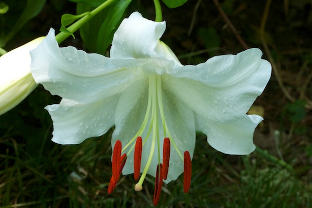 Oriental Lily 'Casa Blanca'