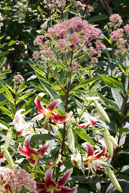 Oriental-Trumpet Lily 'Scheherezade' shares space with the Joe Pye Weed.